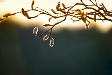 The First Buds Open In Spring. Artistic Soft Focus With Shallow Depth Of Field