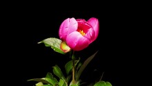 Time Lapse Of Red Chinese Herbaceous Peony Growing Blossom From Bud To Full Blossom Isolated On Black Background, 4k Footage Studio Shot.