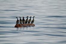 Six Pelagic And Brandt's Cormorants On A Floating Log In The Ocean