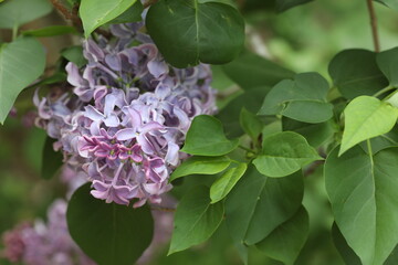 Closeup lilac flowers