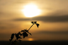 山頂から見た夕日に染まる枝のシルエット
