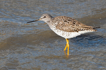 Wall Mural - Greater Yellowlegs Standing in the Marsh