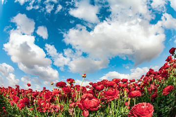 Wall Mural - Kibbutz fields