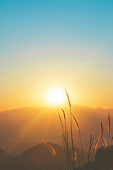 Wall Mural - sunset over mountains and forest with grass flower with sky and sunbeams.