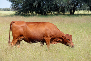 Wall Mural - A free-range cow grazing in grassland on a rural farm, South Africa.