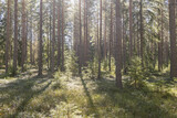 Fototapeta Na ścianę - Pine tree forest, forest therapy and stress relief