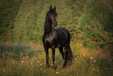 Fototapeta Konie - Portrait of a black horse of the Friesian breed