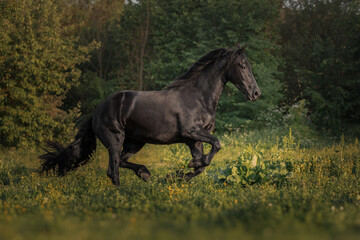 Wall Mural - Black horse of the Friesian breed runs through the meadow