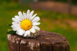 daisies on a wooden background