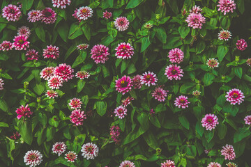 Wall Mural - Common Zinnia elegans flower or colorful pink flower in the garden.