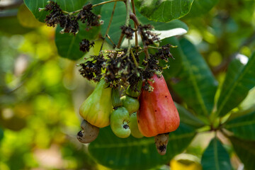 Cashew nut tree fruits cashew apple