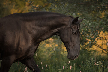 Wall Mural - Portrait of a black horse 