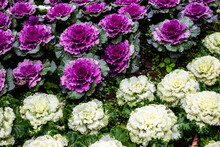 Group Of Cabbage Ornamental In Park