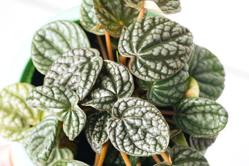 Green plant Peperomia Caperata Burbella on white background close-up. Home plant concept. Texture of flower leaves. Tropical plants