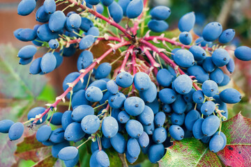 Blue Grape Paradise: Vines in the Garden