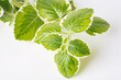 Green variegated plant Plectranthus Cuban Oregano on white background close-up. Home plant concept. Texture of flower leaves. Tropical plants