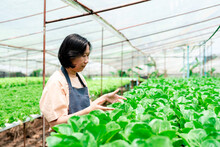 Asian Woman Owns A Hydroponics Vegetable Farm Quality Inspection Of Green Leafy Vegetables Before Collecting Them For Sale. Grow Vegetables Using Pesticide-free Water On A Large Farm.