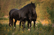 Two beautiful black horses hugging as friends