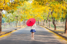 Women Standing With Red Umbrella On The Road And Golden Shower Flowers Or Cassia Fistula Flowers Blooming At Springtime