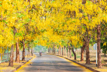 Golden Shower Flowers Or Cassia Fistula Flowers Blooming On The Road At Springtime  