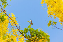 Red-whiskered Bulbul Bird On A Branch Of Golden Shower Flowers Or Cassia Fistula Flowers With Blue Sky Background