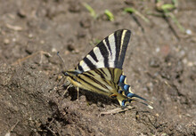 Scarce Swallowtail Butterfly (iphiclides Podalirius)