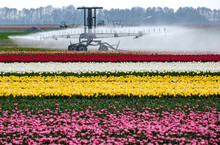 Tulpenveld In Flevoland - Tulip Field In Flevoland