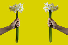 Two Hands Holds A Bouquet Of White Daffodils In Her Hand. Daffodils On A Yellow Background.