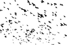 Flock Of Bird On White Backgorund