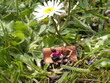 H0 Miniaturen im Gras mit Bierkrug in der Hand
