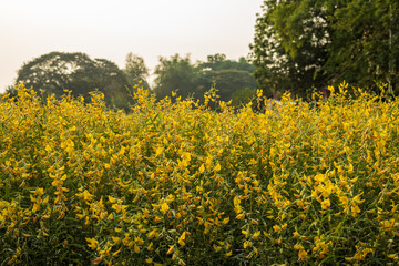 Wall Mural - Sunhemp flower garden, Crotalaria juncea yellow, beautiful blooming, abundant abundance.