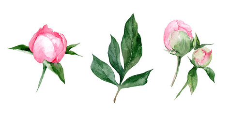 Wall Mural - Watercolor peonies set. Hand drawn botanical illustration. Realistic isolated objects on white background for your design