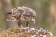 Buzzard plucking feathers from prey catch