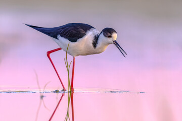 Wall Mural - Black Winged Stilt against vivid background