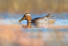 Garganey Dabbling Duck Swimming In Wetland