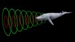 Whale emitting sonar , echolocation signals . Cetacean sending , transmitting , receiving  echolocation sound waves. 3d illustration render