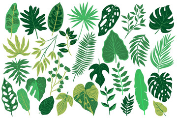 Wall Mural - Set of tropical leaves isolated on white background. Vector graphics.