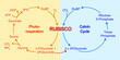 Scientific Designing Of Photorespiration. Oxidative Photosynthetic Carbon Cycle. Photorespiration And Calvin Cycle. Vector Illustration.