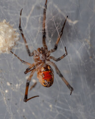 Wall Mural - Brown Widow Spider in Web
