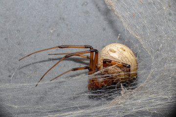 Wall Mural - Brown Widow Spider in Web