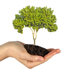 Wall Mural -  tree in hands  as a gift