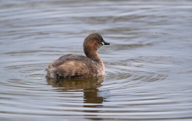 Little Grebe (Tachybaptus ruficollis) Swimming