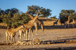 Small group of Giraffes with two cubs drinking at waterhole in Kgalagadi transfrontier park, South Africa ; Specie Giraffa camelopardalis family of Giraffidae