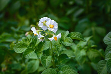 Potato Flowers Blossom, Blooming Potato Flower On Farm Field. Potato Plant Bush With Flowers Close Up. Potatoes Plants With White Flowers Growing On Farmers Plant..