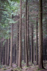 Wall Mural - pine woodland cornwall England uk 