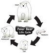 Polar Bear Life Cycle Infographic Diagram showing different phases and development stages including newborn cub adolescent and adult polar bear for biology science education vector