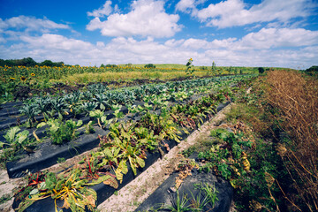 A modern you pick farm