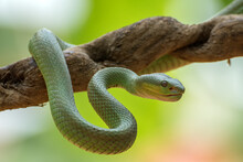 White-lipped Island Pit Vipers Coiled Around A Tree Branch
