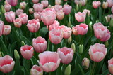 Fototapeta Tulipany - Colorful tulips in the garden