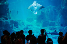 Stingray Swim Up In Aquarium